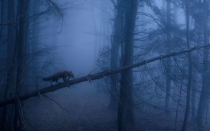 Fox 2560x1440 dark forest fog 5k