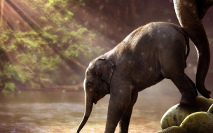 Elephant 2560x1440 funny animals 7k