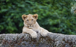 Lion 2560x1440 cute animals 4k