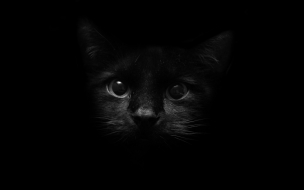 Fondo de pantalla cabeza de gato negro