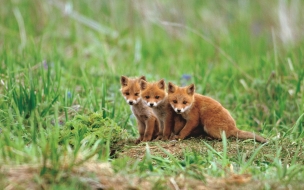 Fox 2560x1440 cute animals red 5k