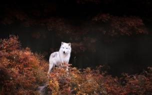 Wolf 2560x1440 white autumn forest 4k