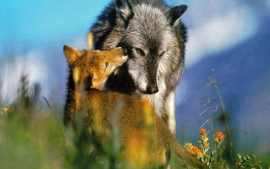 Fondo de pantalla Loba y su hijo