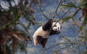 Panda 2560x1440 cute animals 4k