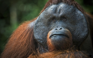 Orangutan 2560x1440 brown 4k