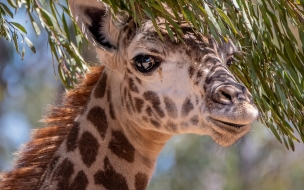 Giraffe 2560x1440 cute animals 4k