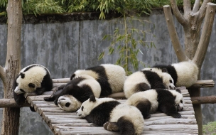 Fondo de pantalla ositos panda bebes