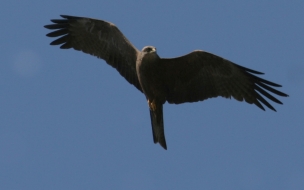 pajaro negro