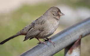 pajarito gris