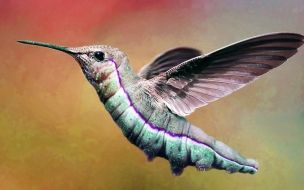 colibri volando