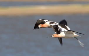 pajaros volando