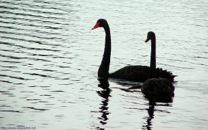 cisnes negros