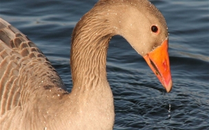 pato en laguna