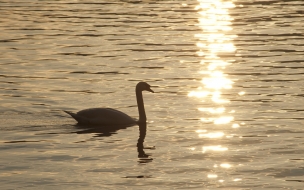 cisne en un atardecer