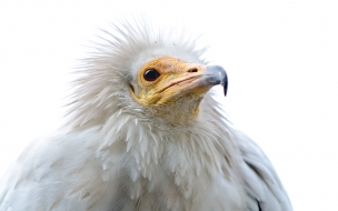 aguila bebe