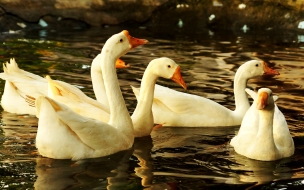 patos blancos en el agua