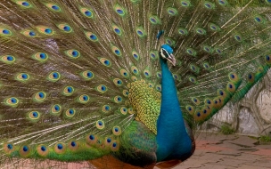 pavo real hermoso