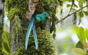 Fondo de pantalla hermoso pajaro