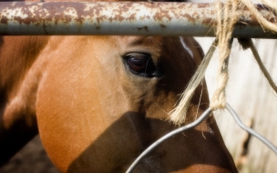 cabeza de caballo