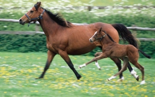 Yegua con su hijo