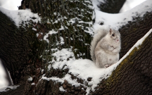 ardilla en la nieve