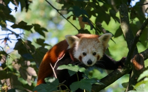 zorro rojo asustado