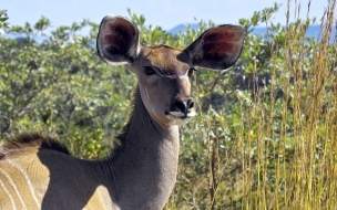 venado curioso