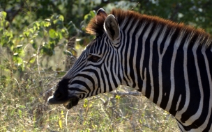 zebra comiendo