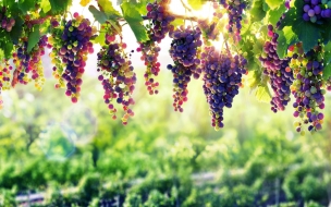 Grapes 2560x1440 8k