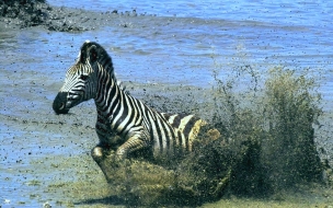 Zebra corriendo