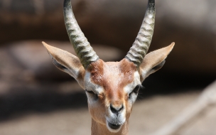 Antilope bebe