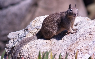 ardilla observando