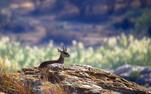 antilope bebe asustado