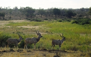 antilopes mirando