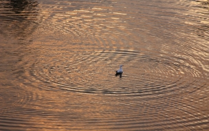 patito en el agua