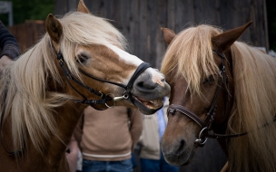 caballos cariÃ±osos