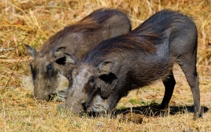 jabalies comiendo