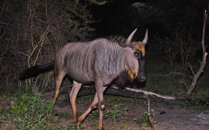 Ãu corriendo