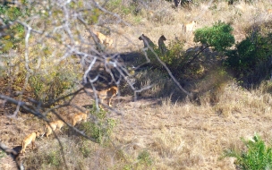 guepardos cazando