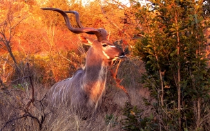 antilope en la selva