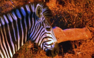 pintura de cabeza de zebra