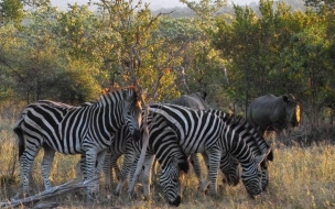 zebras comiendo