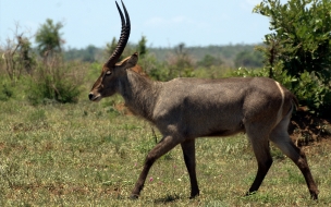 Antilope asustado