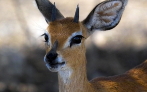 venado bebe