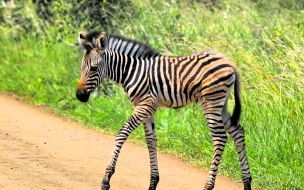 zebra caminando