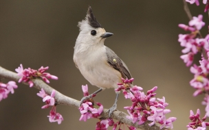 hermoso pajarito