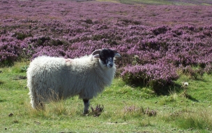 Oveja en un campo