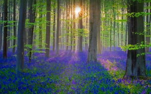 Bluebell 2560x1440 flower forest sun light 4k