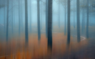 Forest 2560x1440 trees fog 5k