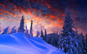 Forest 2560x1440 snow winter sunrise clouds 8k